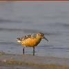 Red Knot photo by Doug Backlund