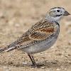 Thick-billed Longspur photo by Doug Backlund