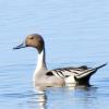 Northern Pintail photo by Mick Zerr