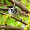 Blackpoll Warbler photo by Mick Zerr