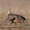Sharp-tailed Grouse photo by Doug Backlund