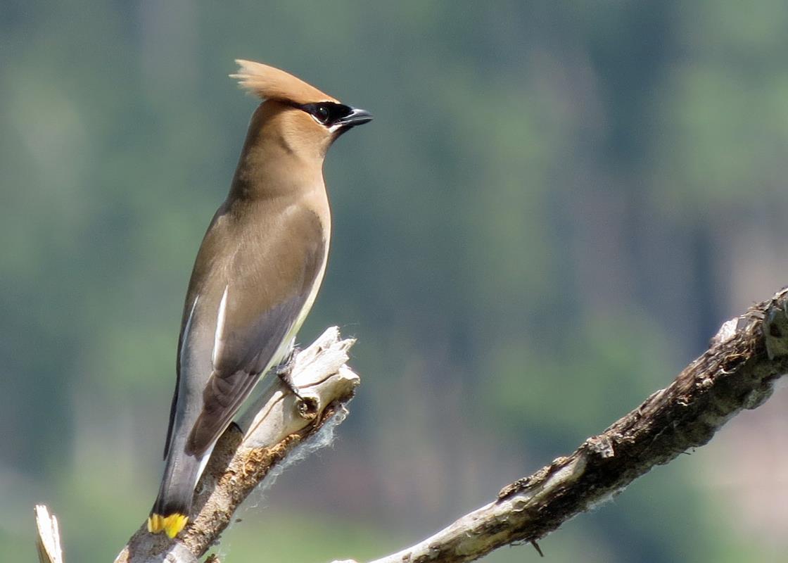 birds-of-south-dakota