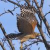 Red-shouldered Hawk photo by Doug Backlund