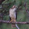 Broad-winged Hawk photo by Doug Backlund