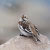 Snow Bunting photo by Doug Backlund