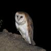 Barn Owl photo by Doug Backlund