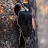 Black-backed Woodpecker photo by Doug Backlund
