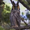 Long-eared Owl photo by Doug Backlund
