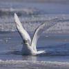 Ivory Gull photo by Doug Backlund