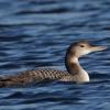 Common Loon photo by Roger Dietrich