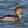 Red-breasted Merganser photo by Roger Dietrich