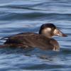 Surf Scoter photo by Roger Dietrich