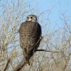 Prairie Falcon photo by Kelly Preheim