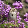 Song Sparrow photo by Kelly Preheim