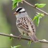 White-crowned Sparrow photo by Kelly Preheim