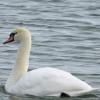 Mute Swan photo by Kelly Preheim