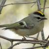 Golden-crowned Kinglet photo by Kelly Preheim