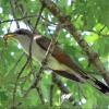 Yellow-billed Cuckoo photo by Kelly Preheim