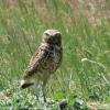 Burrowing Owl photo by Kelly Preheim