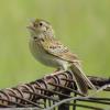 Grasshopper Sparrow photo by KC Jensen