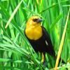 Yellow-headed Blackbird photo by Mick Zerr