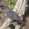 Gray Catbird photo by Roger Dietrich