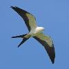 Swallow-tailed Kite photo by Doug Backlund