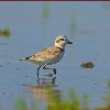 Snowy Plover photo by Doug Backlund