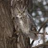 Great Horned Owl photo by Gary Small