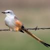 Scissor-tailed Flycatcher photo by Terry Sohl