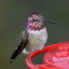 Anna's Hummingbird photo by Bob Druckrey