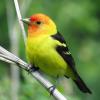 Western Tanager photo by Kelly Preheim