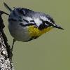Yellow-throated Warbler photo by Daniel Streifel