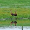 Black-bellied Whistling Duck photo by David Swanson