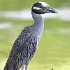 Yellow-crowned Night-Heron photo by Terry Sohl