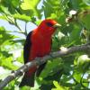 Scarlet Tanager photo by Kelly Preheim