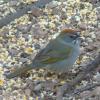 Green-tailed Towhee photo by Jeffrey S. Palmer