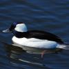 Bufflehead photo by Mick Zerr