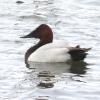 Canvasback photo by Mick Zerr