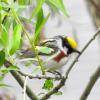 Chestnut-sided Warbler photo by Mick Zerr