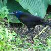 Common Grackle photo by Mick Zerr