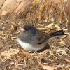 Dark-eyed Junco photo by Mick Zerr