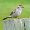 Chipping Sparrow photo by Mick Zerr