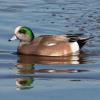 American Wigeon photo by Roger Dietrich