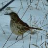 Brown Thrasher photo by Nathan Mueller 