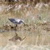 Willet photo by Barbara Muenchau