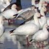 Ross's Goose photo by Mick Zerr