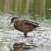American Black Duck photo by Mick Zerr