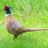 Ring-necked Pheasant photo by Mick Zerr