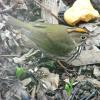 Ovenbird photo by Mick Zerr